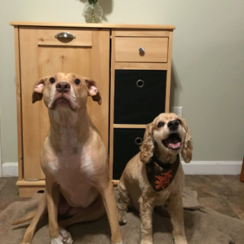 2 dogs food bin 